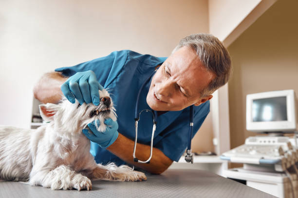 Best Emergency Dental Care for Broken or Chipped Teeth in Basile, LA